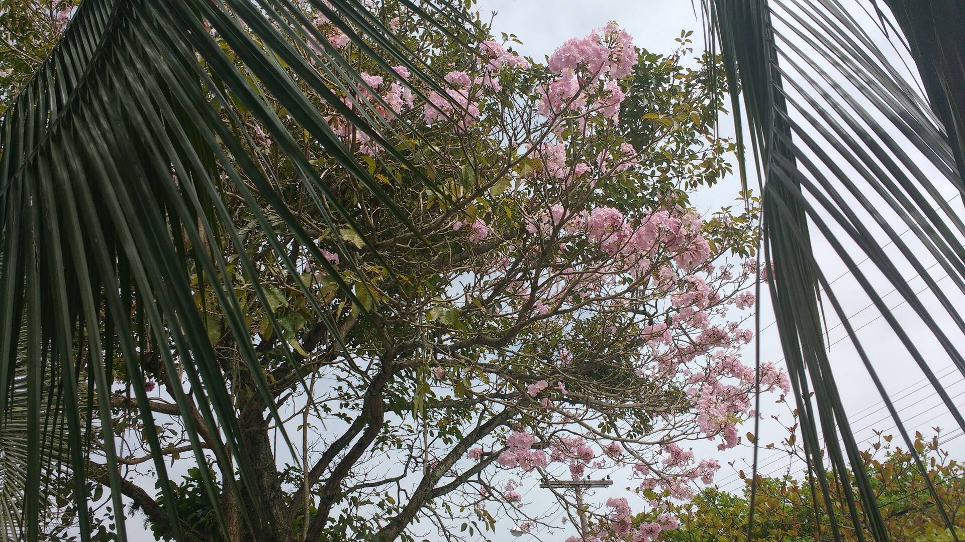 Casa, 5 quartos, 350 m² - Foto 82